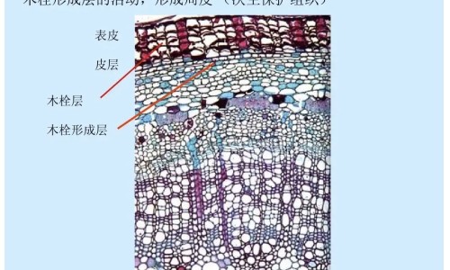 拥抱对人体有什么功效和作用专区_拥抱对人体有什么好处专区_拥抱对人体有什么功效网